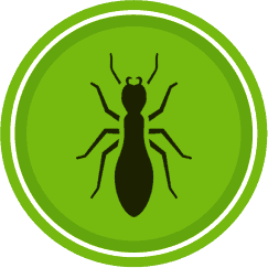 pest control chelmsford