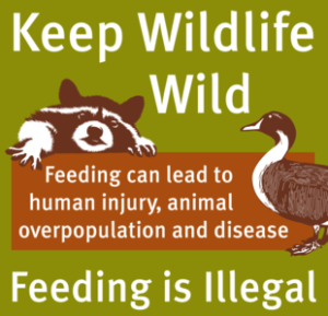 wildlife control in Dallas Fort Worth